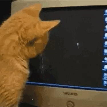 cat looking at spinning mouse on a computer